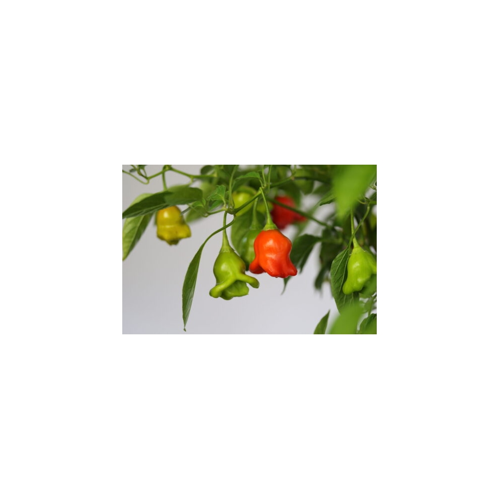 Greendoor Bishop’s Crown – Chili Seeds