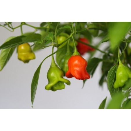 Greendoor Bishop’s Crown –  Chili Samen