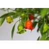 Greendoor Bishop’s Crown – Graines de piment