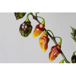 Greendoor Bolivian Bumpy –  Chili Samen