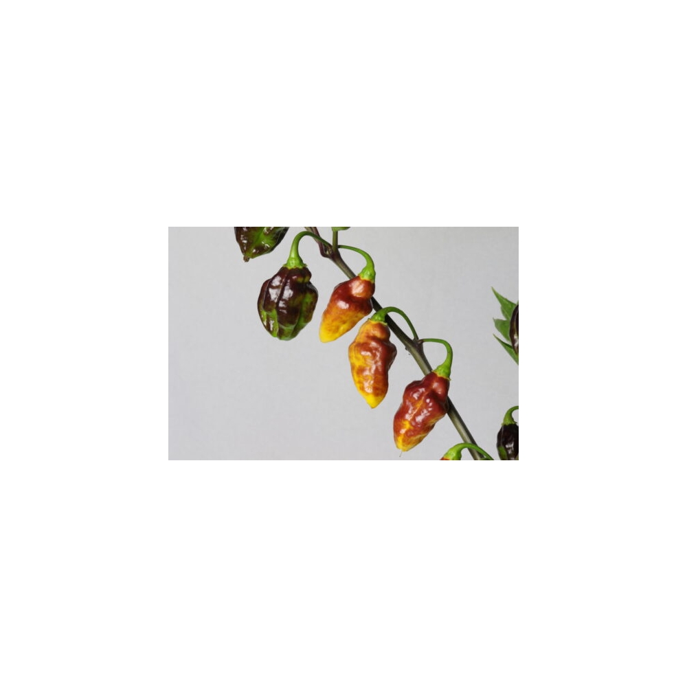 Greendoor Bolivian Bumpy – Chili Seeds
