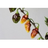 Greendoor Bolivian Bumpy –  Chili Samen