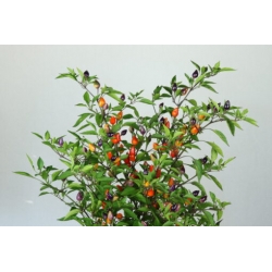 Greendoor Bolivian Rainbow – Graines de piment