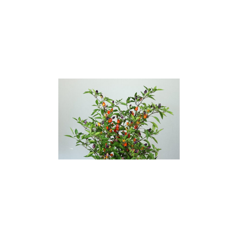 Greendoor Bolivian Rainbow – Graines de piment