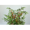 Greendoor Bolivian Rainbow – Chili Seeds
