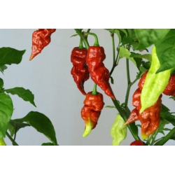 Greendoor Brown Bhutlah – Graines de piment