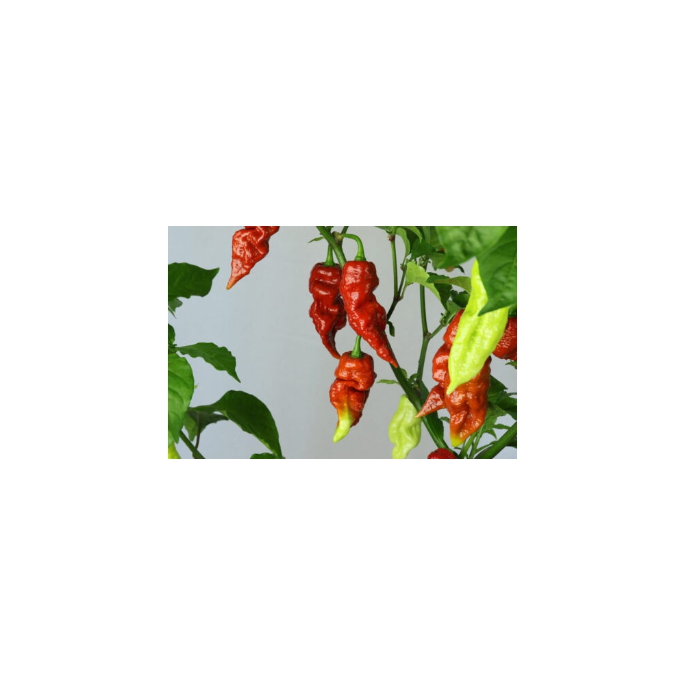 Greendoor Brown Bhutlah – Graines de piment