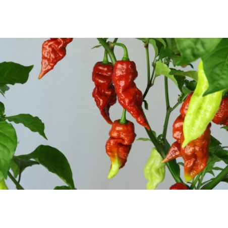 Greendoor Brown Bhutlah – Chili Seeds