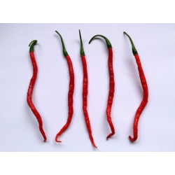 Greendoor Cabe Keriting –  Chili Samen