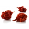 Greendoor Carolina Reaper Red –  Chili Samen