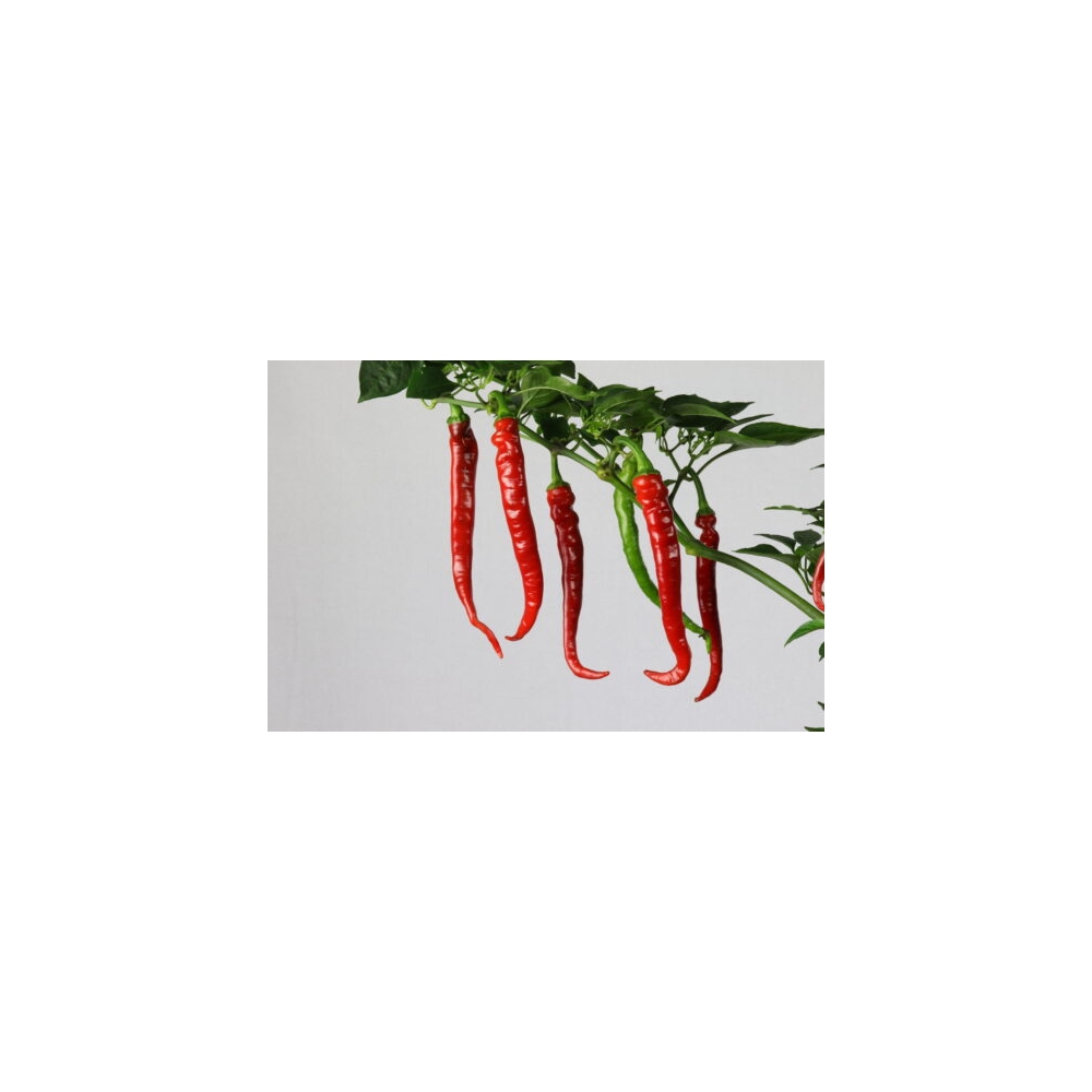 Greendoor Cayenne Long Slim – Graines de piment