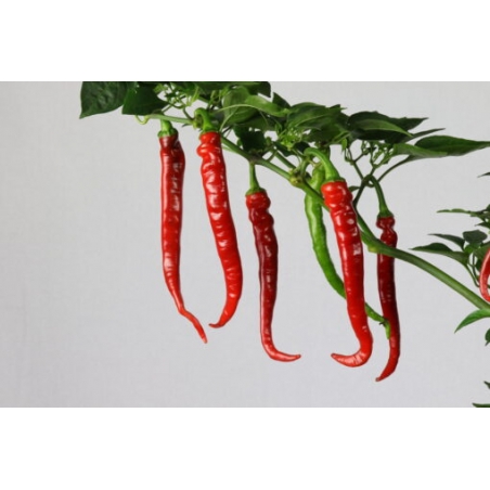 Greendoor Cayenne Long Slim –  Chili Samen