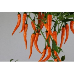 Greendoor Cayenne Orange – Graines de piment