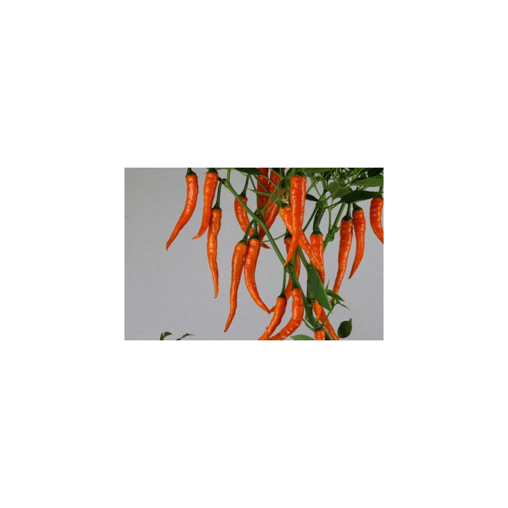 Greendoor Cayenne Orange – Graines de piment