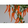 Greendoor Cayenne Orange – Graines de piment
