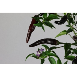 Greendoor Cayenne Purple – Chili Seeds
