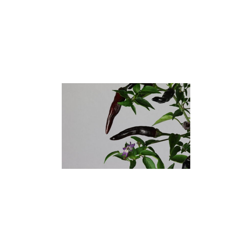 Greendoor Cayenne Purple – Graines de piment