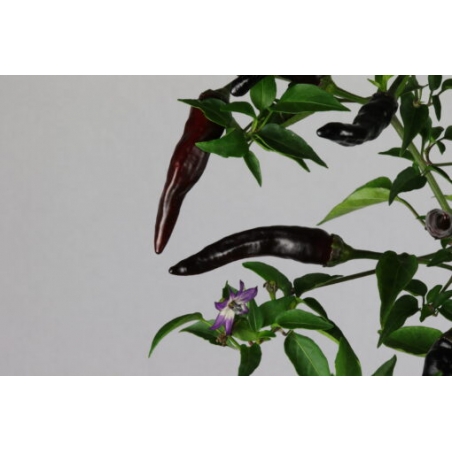 Greendoor Cayenne Purple –  Chili Samen