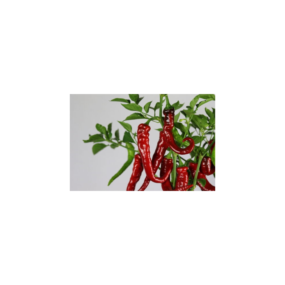 Greendoor Cayenne Thick – Chili Seeds