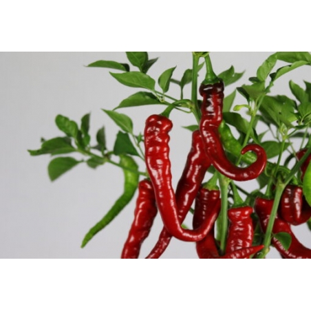Greendoor Cayenne Thick –  Chili Samen