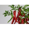 Greendoor Cayenne Thick –  Chili Samen
