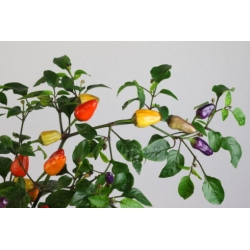 Greendoor Chinese 5 Color –  Chili Samen