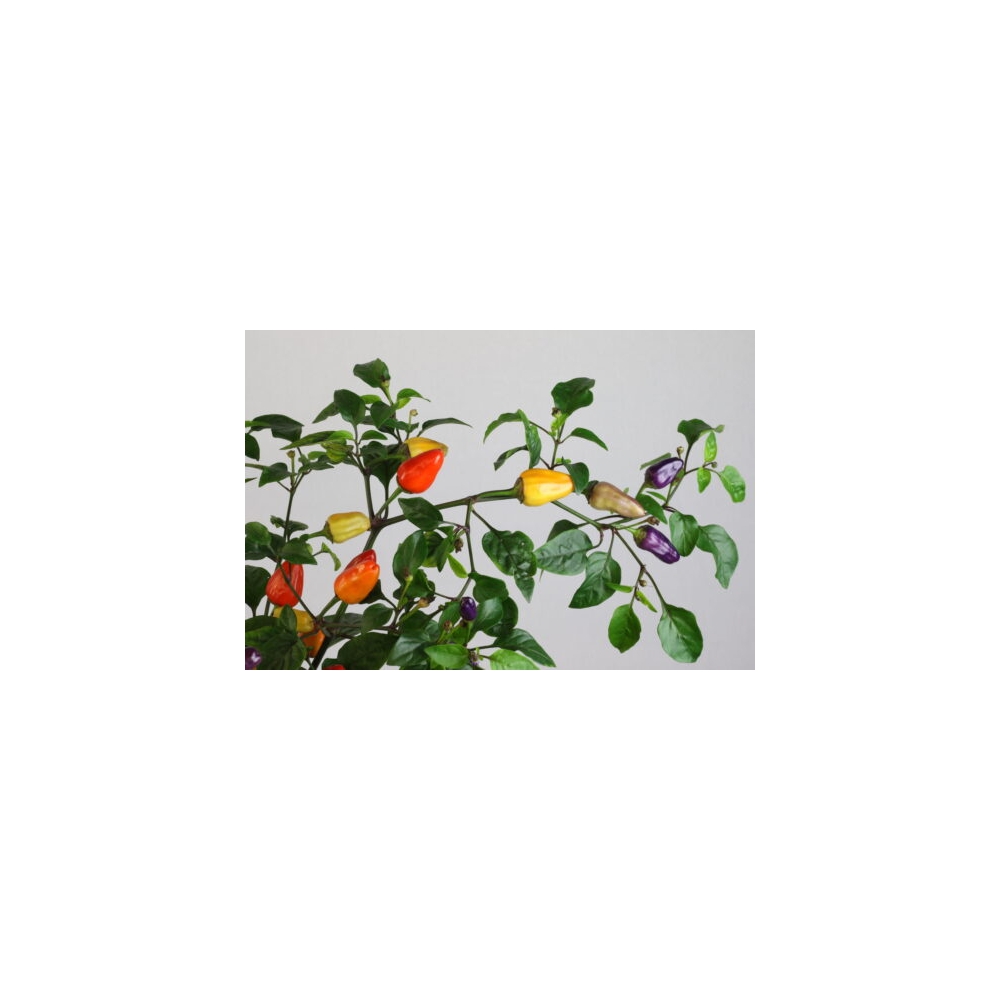 Greendoor Chinese 5 Color –  Chili Samen