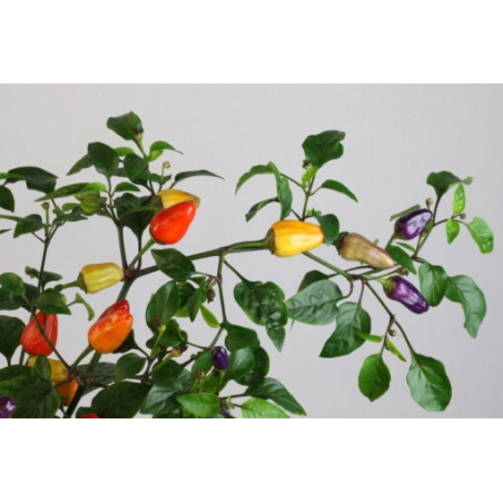 Greendoor Chinese 5 Color –  Chili Samen