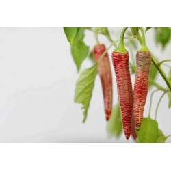 Greendoor Elefant (Vezena Piperka) – Graines de piment