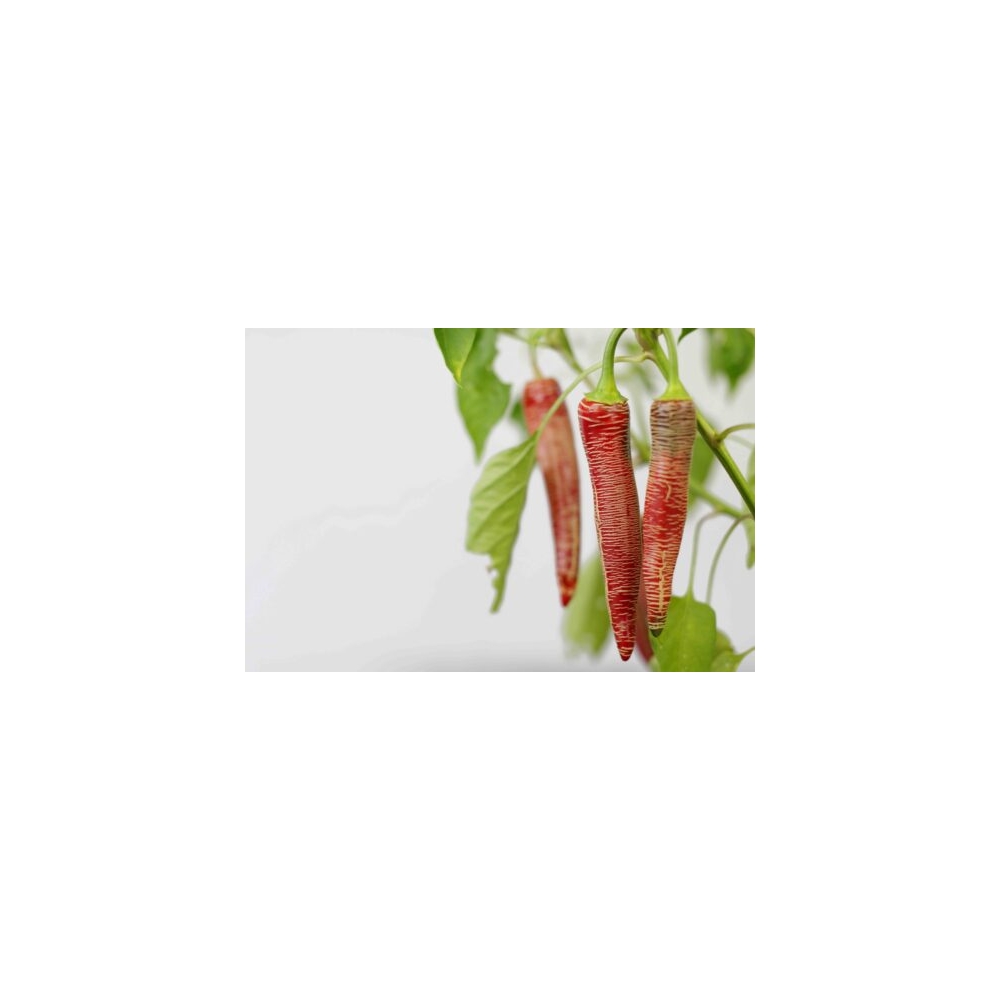 Greendoor Elefant (Vezena Piperka) – Graines de piment