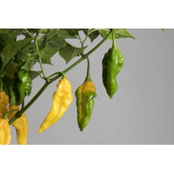 Greendoor Fatalii  Chili Seeds