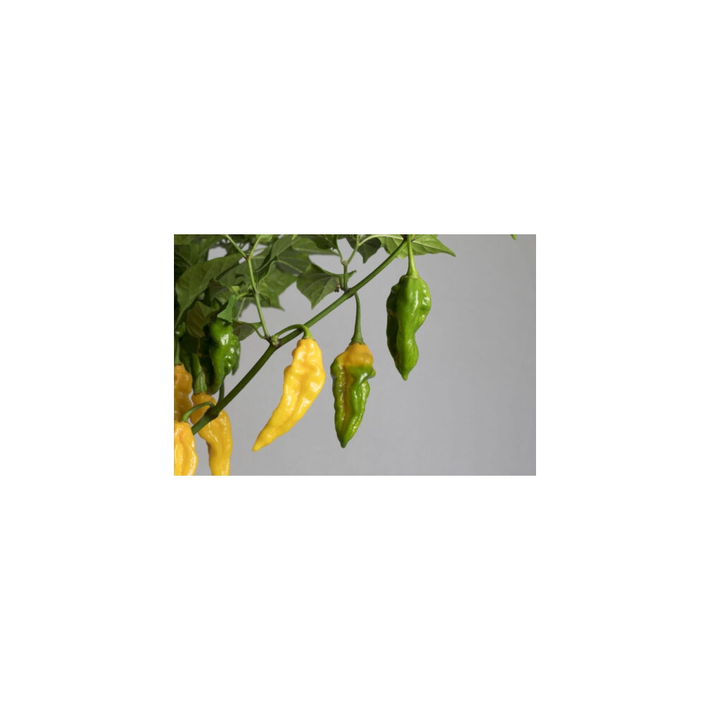 Greendoor Fatalii – Graines de piment