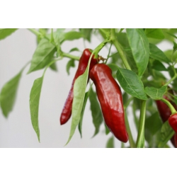 Greendoor Guajillo – Graines de piment