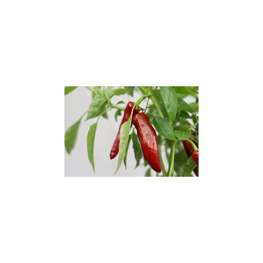 Greendoor Guajillo – Chili Seeds