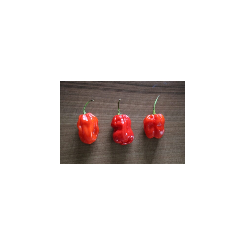 Greendoor Habanero Caribbean Red – Graines de piment