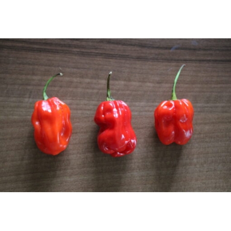 Greendoor Habanero Caribbean Red – Graines de piment