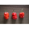 Greendoor Habanero Caribbean Red –  Chili Samen