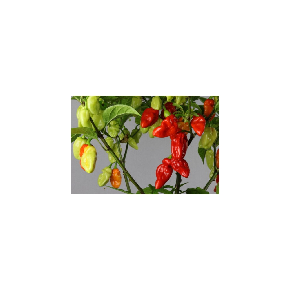Greendoor Habanero Tobago Seasoning –  Chili Samen