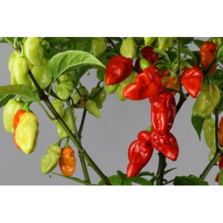 Greendoor Habanero Tobago Seasoning – Chili Seeds