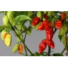 Greendoor Habanero Tobago Seasoning – Chili Seeds