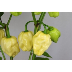 Greendoor Habanero White Giant - Graines de piment