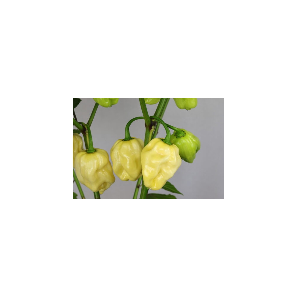 Greendoor Habanero White Giant –  Chili Samen
