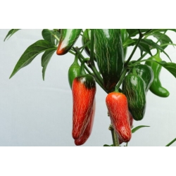 Greendoor Jalapeño M –  Chili Samen