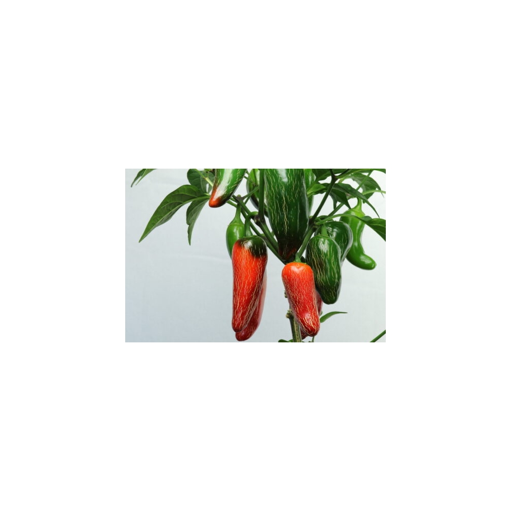 Greendoor Jalapeño M – Chili Seeds
