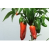 Greendoor Jalapeño M – Chili Seeds