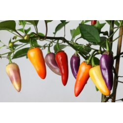 Greendoor Jalapeño Multicolor –  Chili Samen