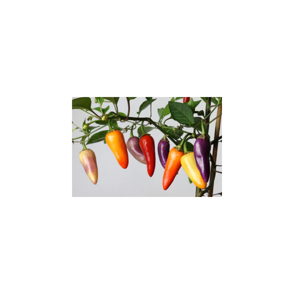 Greendoor Jalapeño Multicolor –  Chili Samen