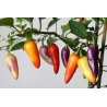 Greendoor Jalapeño Multicolor – Chili Seeds