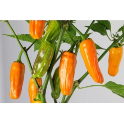 Greendoor Jalapeño Orange –  Chili Samen