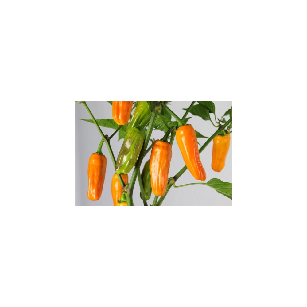 Greendoor Jalapeño Orange – Chili Seeds